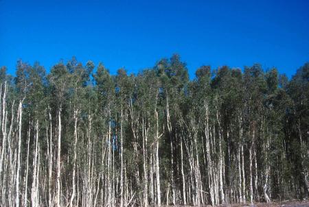 Melaleuca trees in South Florida