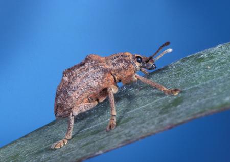 A weevil which was released into Florida's wetland to reduce the spread of the invasive tree species the melaleuca tree. 