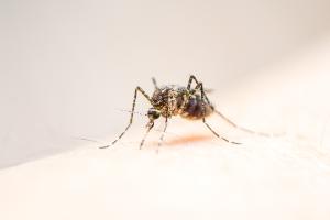 the-hidden-burden-of-dengue-fever-in-west-africa.jpg